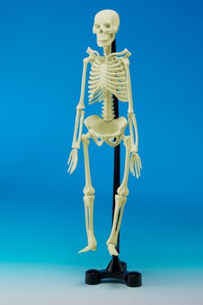 Image sur Le squelette articulé